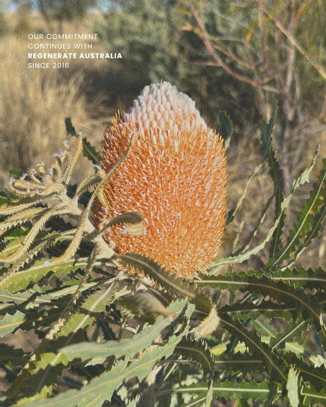 OUR COMMITMENT CONTINUES - Yogi Peace Club