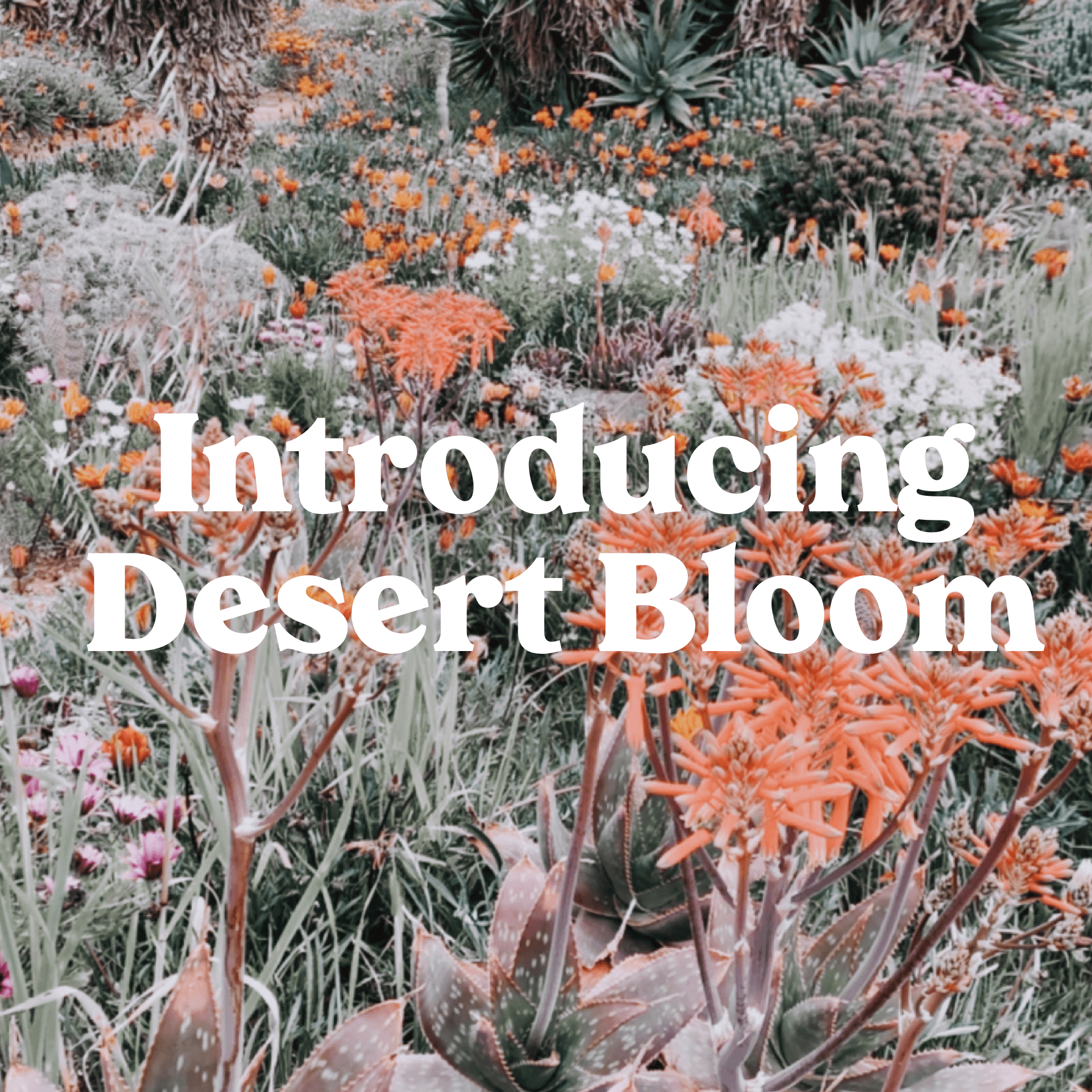 Desert Bloom Yoga & Meditation Mats Have Arrived! - Yogi Peace Club