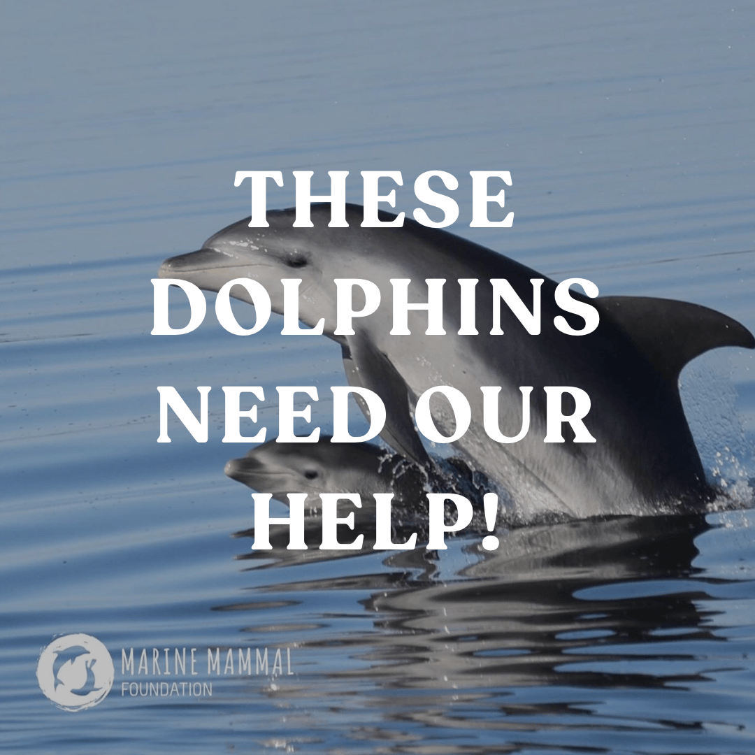 These Dolphins Need our Help! - Yogi Peace Club